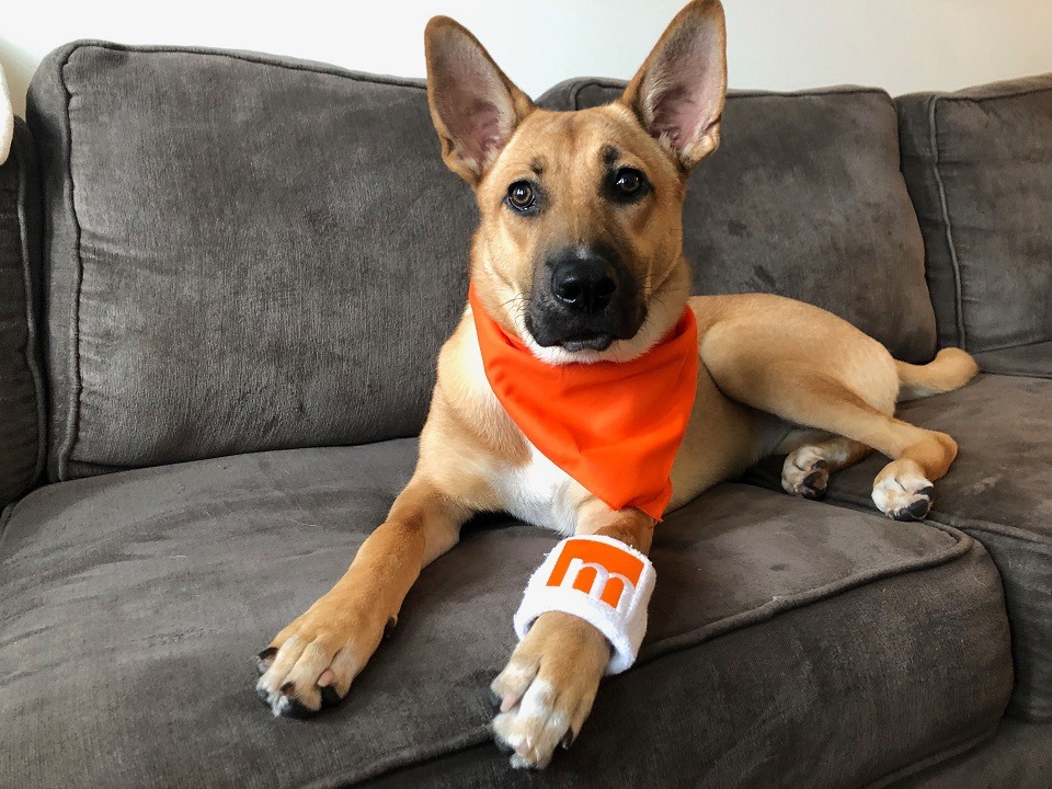 MIC’d Up: 3 Doggy Tech Products for National Dog Day